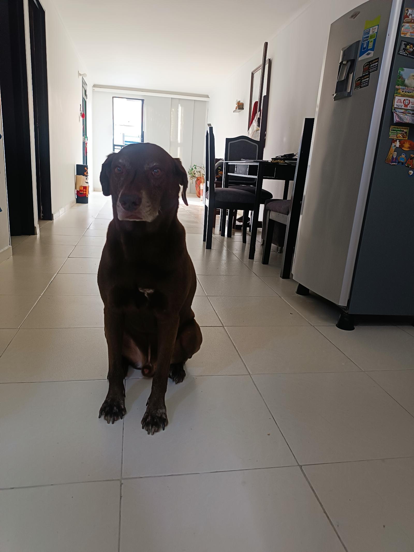 La casa de las mascotas